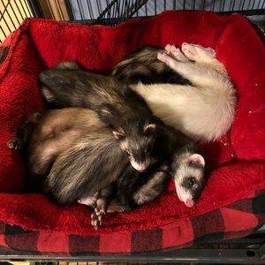 Meet your Posher, Ashley